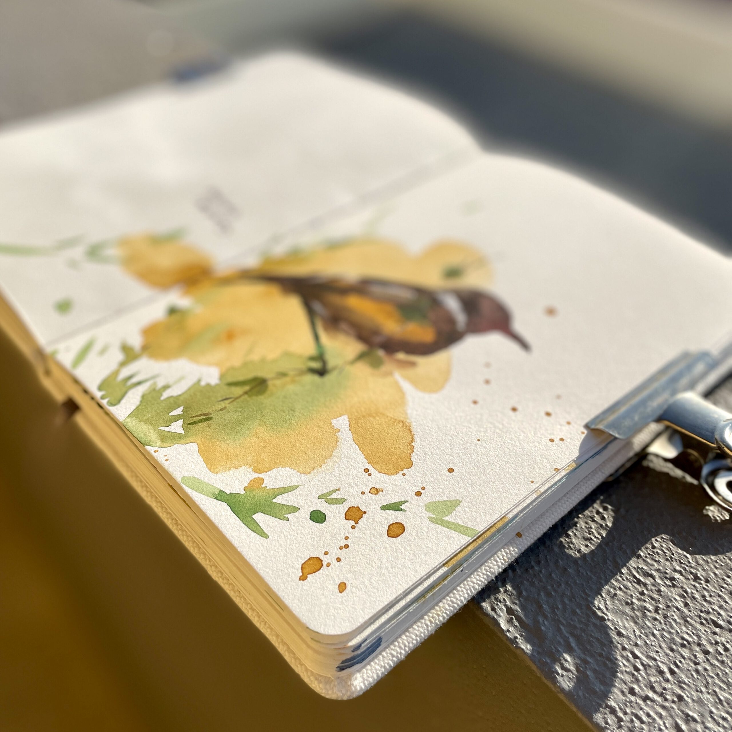 Watercolor sketch of an African Stonechat (Saxicola torquatus), seen along the Rio Guadiana trail.