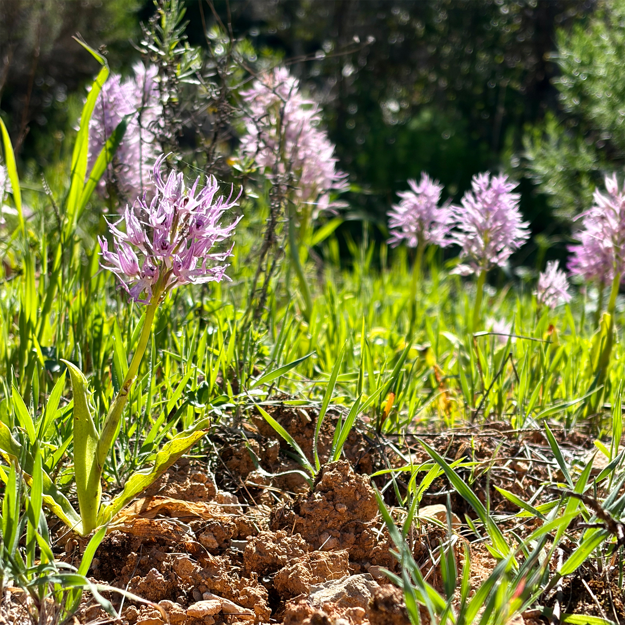 Olhão-Janela-in progress