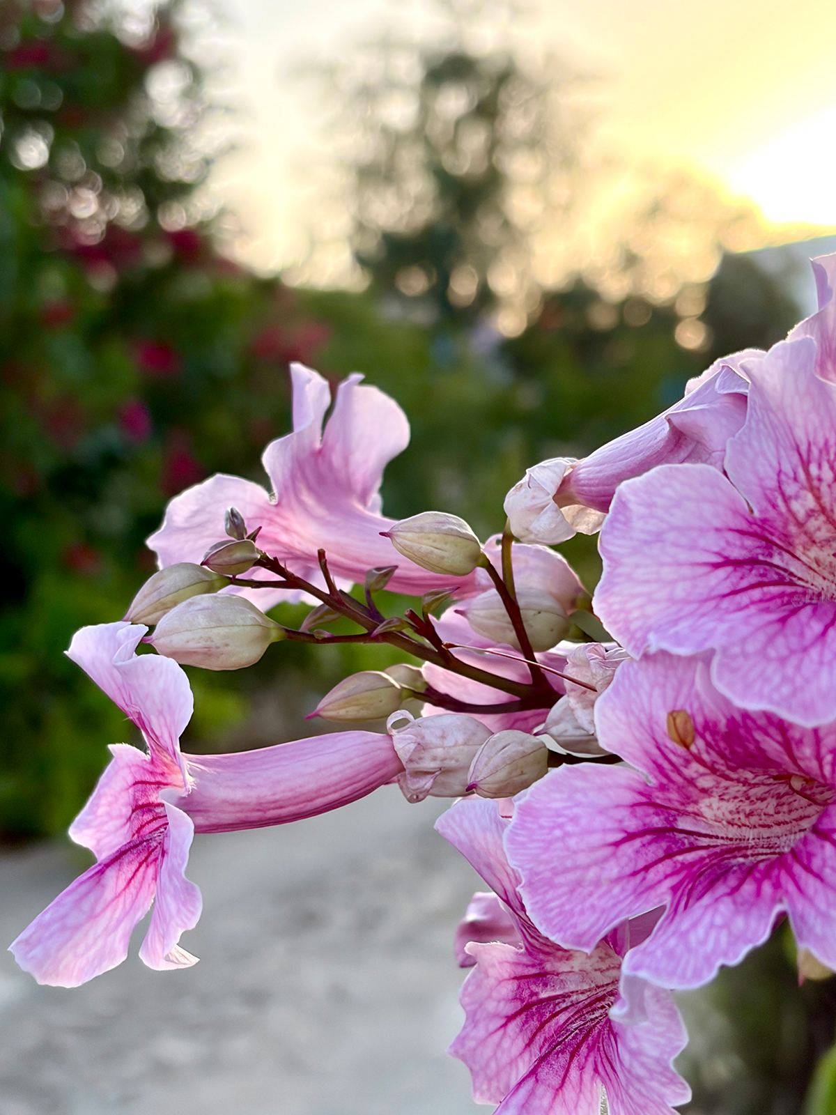 Pink blossoms of Podranea ricasoliana (Pink Trumpet Vine) blooming in the gardens of BelaVista, Algarve.